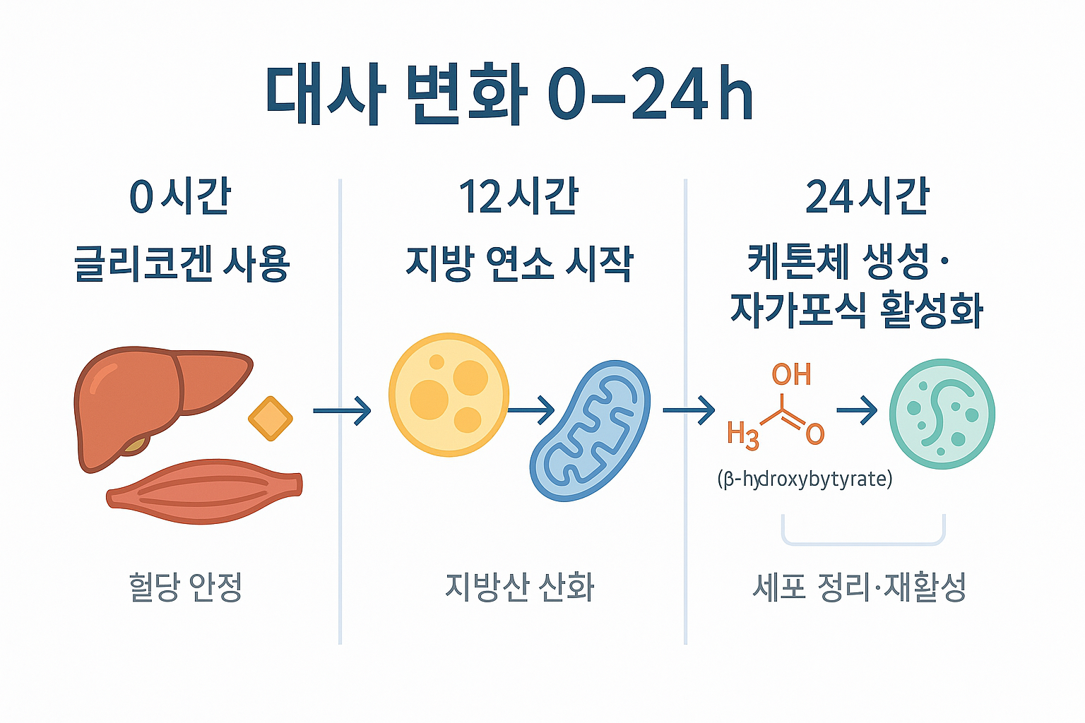 24시간 단식 효과와 부작용: 지방 연소·오토파지는 언제 시작될까?